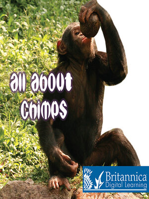 cover image of All About Chimps